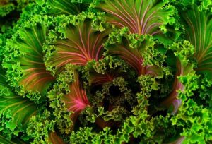 Kale