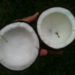 coconut