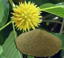 Kratom powder 