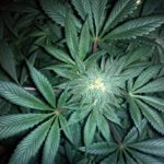 marijuana leafs
