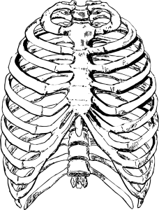 human ribcage