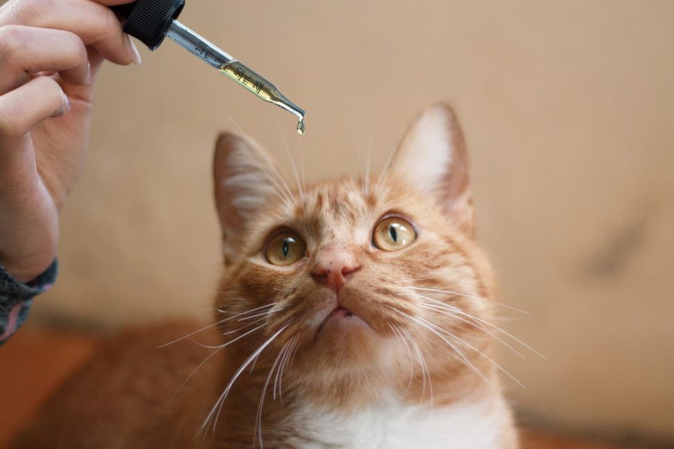 cbd for cats