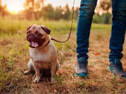 cbd for pets